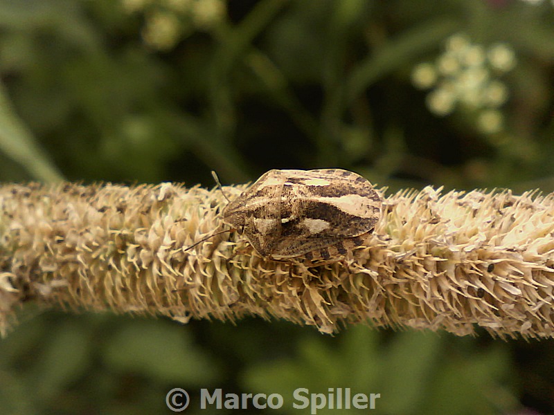 Scutelleridae: Eurygaster testudinaria del Veneto (VI)